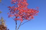 Brilliant red