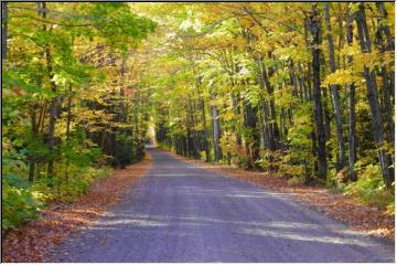 Leafy canopy