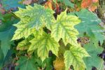 Changing leaves
