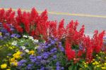 October blooms