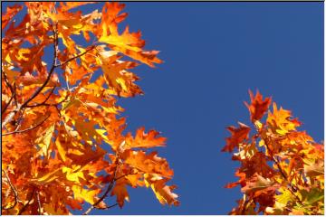 Orange and blue