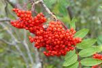 Berries for the birds