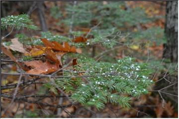 Fall in the forest