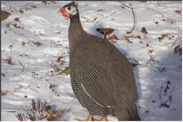 Exotic fowl