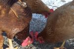 Cluck, cluck, cluck