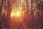 Through the trees