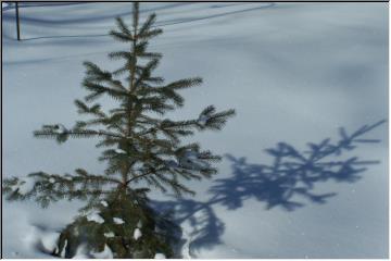 Tree and my shadow