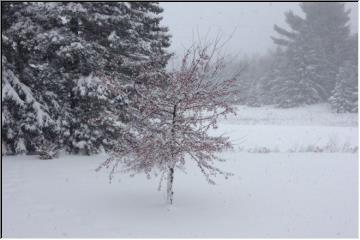 Winter trees