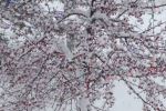 Snowy berries