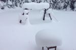 Winter white
