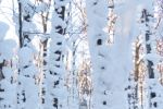 Winter wonderland