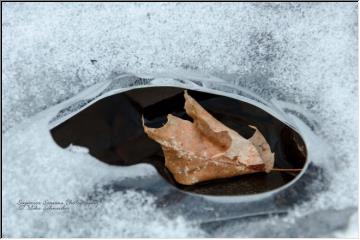 Fall to winter