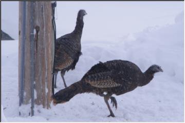 Gobble, gobble...