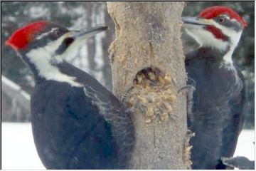 Dueling Beaks