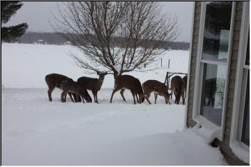 Deer convention