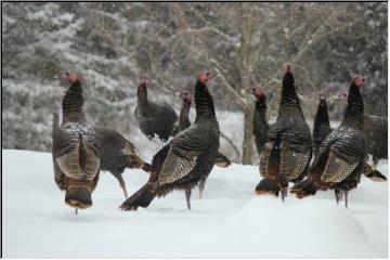 Turkey party