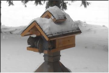 Squirrel feeder