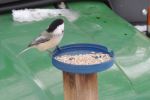 Bird feeder