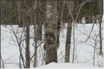 Hide and Seek