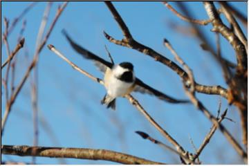 Gliding in