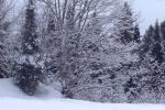 Blanketing the trees