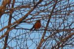 Sign of Spring
