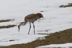 Long legged crane