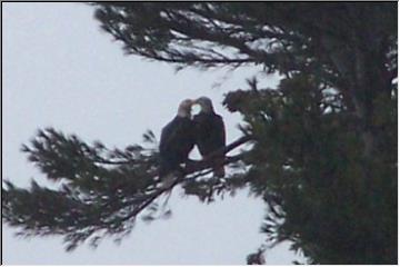 Two in the bush