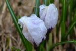 Flowering begins
