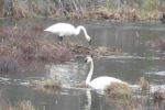 Swanee Sidnaw river