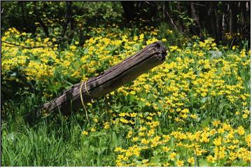 Bold yellow