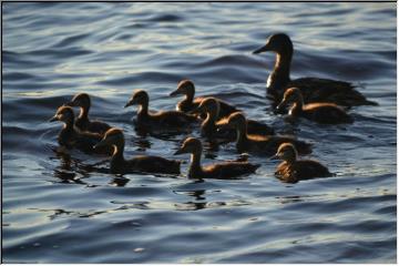 Duck family