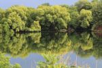 Reflections
