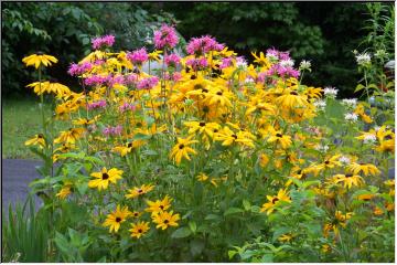 Yellow and pink