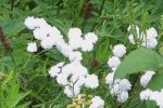 Little white puffs