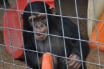 Chimp
