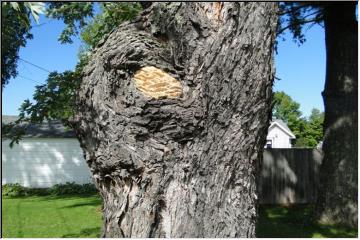 Strange fungi