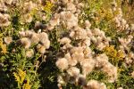 Fall weeds