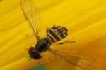 Wasps buzz, too