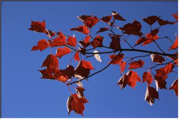 Fall