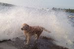 Splash