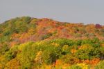 Fall in bloom