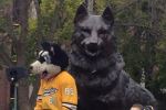 Husky and husky
