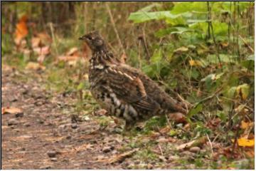 Partridge spotting