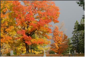 Fall in bloom