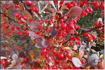 Fruit of the vines