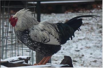 Fancy Rooster