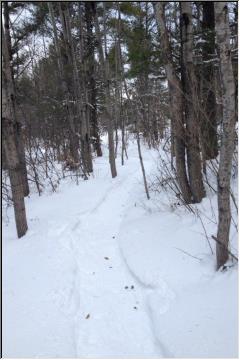 A walk in the woods