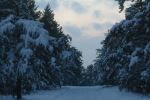 Covered trees