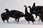 Turkeys at the feeder